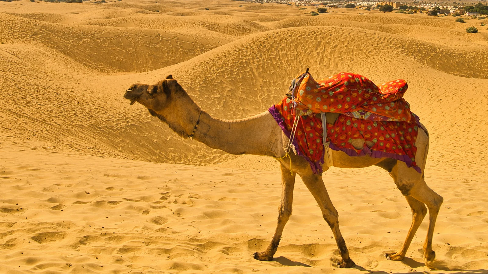 Rajasthan Desert
